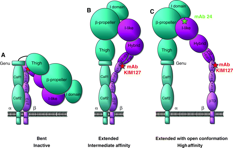 Evans, J Cell Sci, 2009