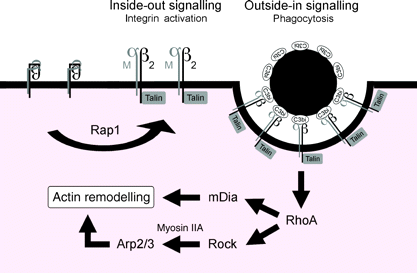 A komplementreceptorok típusai és ligandumuk β 2 -integrin mediált