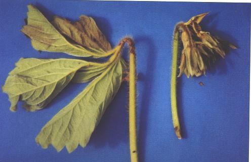 Szamóca eszelény: A legkorábbi virágokat károsítja.