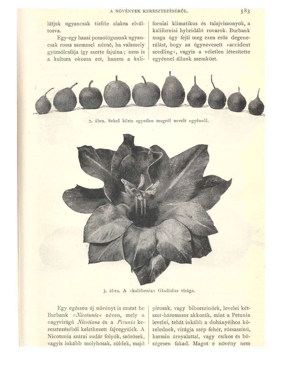 A NÖVÉNYEK KERESZTEZÉSÉRŐL. 5 8 3 látjuk ugyancsak tízféle alakra elváltozva. kaliforniai hybridáló rovarok.