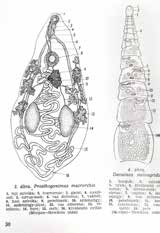 Összeállította: dr. Tilly Péter Állatorvos történelem régi könyveink tükrében Dr. Nemeséri László dr. Holló Ferenc: Állatorvosi parazitológiai diagnosztika 