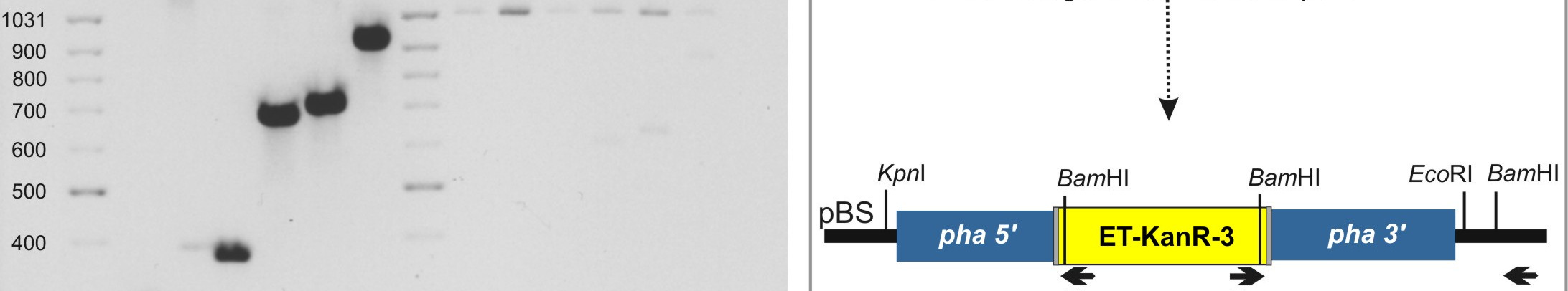 Mutáció elhelyezése a pha szekvenciákban Mu entranszpozon mutagenezissel (B ábra) Inszerció helyzetének