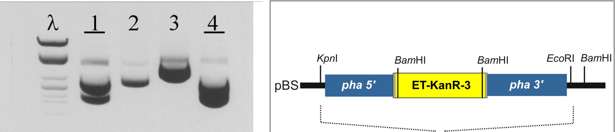 A pha mutációk átklónozása konjugatív