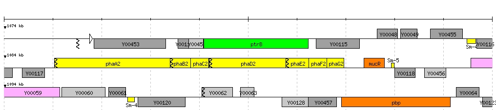 A phaa2 mutáns S.