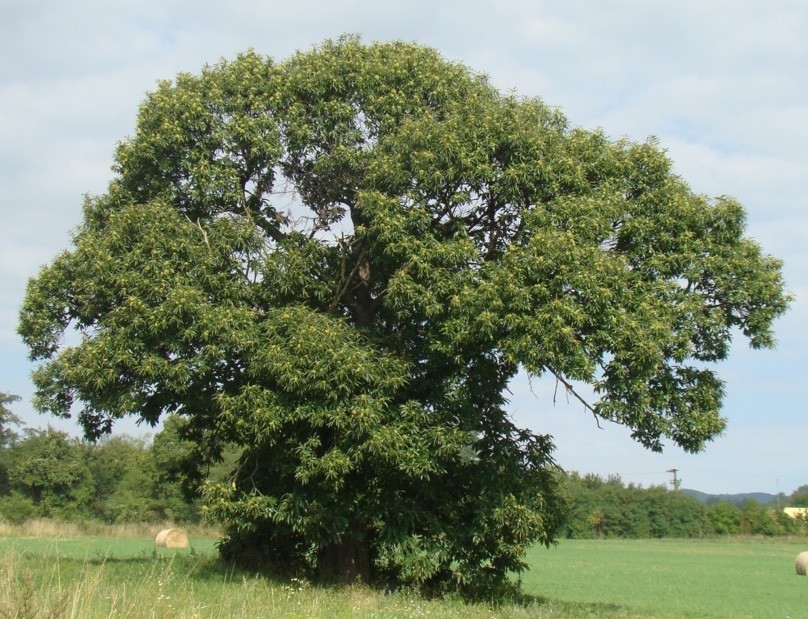 Szelídgesztenye (Castanea sativa Mill.