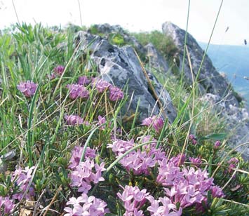 Národné parky Muránska planina národný park s trvalo udržateľným turizmom prvý v Karpatoch Správa Národného parku Muránska planina získala významné ocenenie Chartu pre trvalo udržateľný turizmus.