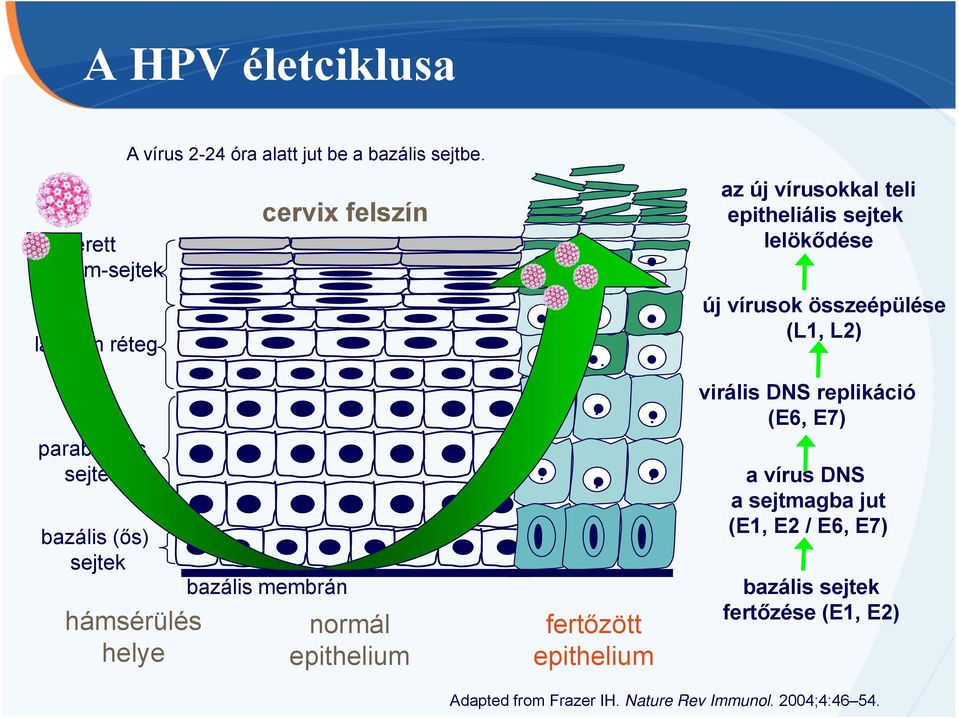 ...... fertőzött epithelium az új vírusokkal teli epitheliális sejtek lelökődése új vírusok összeépülése (L1, L2) virális