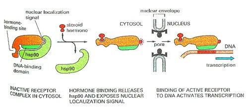Egy példa: a glükokortikoid receptor 1) A receptor a hsp90 hősokk fehérjével komplexet alkot, ha nincs hormon az NLS rész rejtve 2) Ha hormon kötődik a receptorhoz konformáció