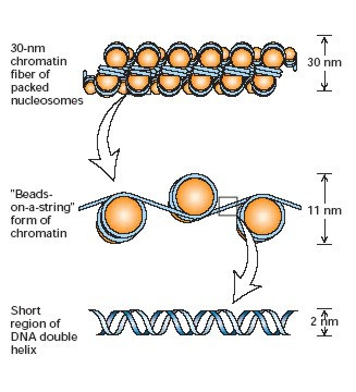A nukleoszóma Alacsony sókoncentrációnál és Mg ++ hiányában a kromatin 10 nm vastag fonalként izolálható, amelyen gyöngyszerű képletek, nukleoszómák vannak.