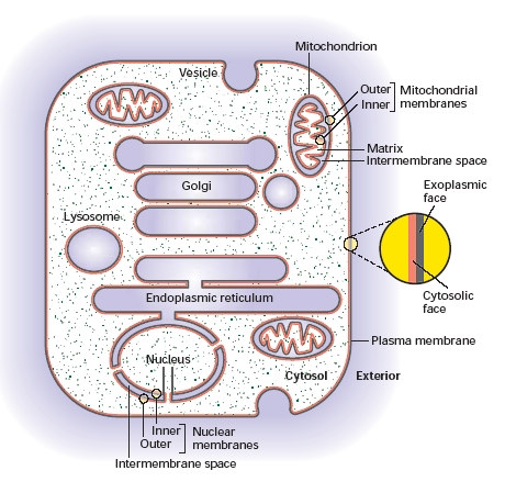 A SEJTMAG (nucleus) Az eukarióta sejt dupla membránnal körülvett része. A külső membrán egybefügg az endoplazmatikus retikulummal (ER).