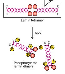 NUKLEÁRIS LAMINA lamin fehérjék intermedier filamentumok, membránok erősítése, laminok, nukleáris membrán, nukleáris mátrix lamin A, C és B fehérjék lamin A és C egy gén által kódolt, alternatív