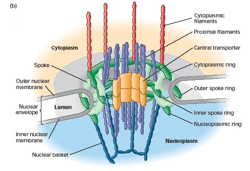 A nukleáris pórus complex (NPC) nyolcszögletü kosár 125 000 kd nagyságú fehérje komlplex 30x nagyobb mint egy riboszóma citoplazmikus filamentumok nukleoplazmikus kosár gyűrűk (citoplazmikus,