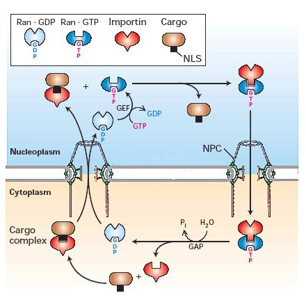 Nukleáris import négy komponens Ran monomer G-protein GTP, GDP kötés NTF2 - nukleáris transzport faktor 2 (Ran-GDP import) nukleáris import receptor: importin α NLS felismerő domén importin β -