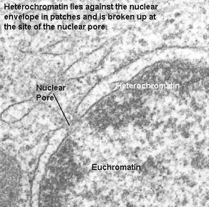 A kromatinállomány (A sejtmag nukleinsav állománya, hisztonfehérjék) A sejtmag a citoplazmától éles határral különül el. A mag belső állományát festődése miatt kromatinállománynak nevezték el.