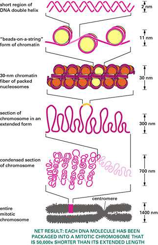 A kromatinállomány szerkezete azonban a sejtosztódás ideje alatt jelentősen megváltozik: A heterokromatin spirálok kisebb-nagyobb hurkokat alkotnak, amelyek tovább szerveződve újabb óriási spirálokat