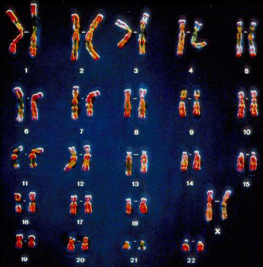 A kromoszómák végeit telomeráknak nevezzük, ahol hat bázispárnyi szakasz emlősökben TTAGGG - ismétlődésével kb. 25 000 bázispárnyi szekvenciák jönnek létre.