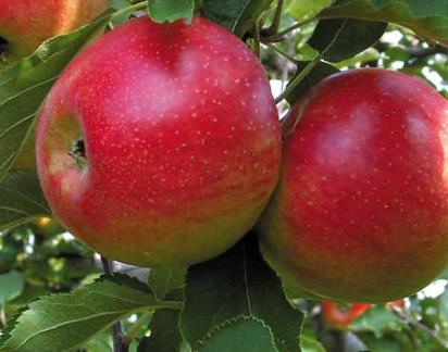 Alma Idared Az Idared alma érési ideje: október elejétől végéig tart. Gyümölcse Közép nagy vagy nagy 170-200 g, lapított gömb alakú, csaknem teljes felületét élénkpiros mosott fedőszín borítja.