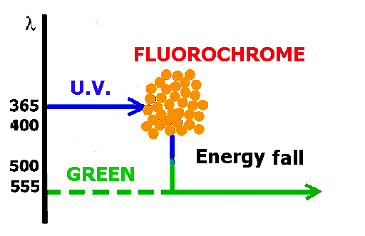 Endoszkópia és az intravitális fluoreszcens mikroszkóp Fluorokrómok: egy adott hullámhosszú fénnyel megvilágítva fluoreszkálnak => nagyobb hullámhosszú, alacsonyabb energiájú fényt
