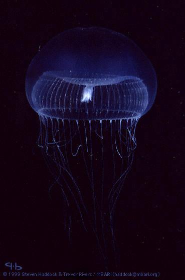 Biolumineszcencia Medúza (Aequorea