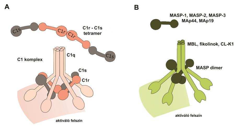 3. ábra. A klasszikus és a lektin út felismerő komplexeinek modellje.