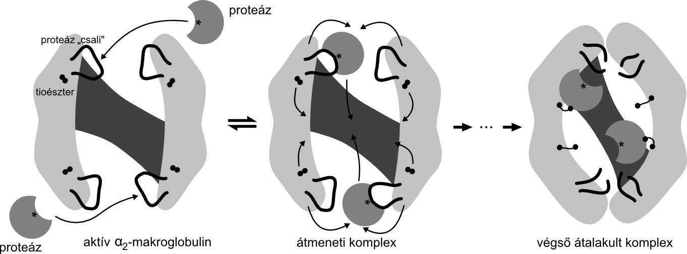 7. ábra. Az α 2 -makroglobulin proteáz komplex kialakulásának sematikus ábrázolása.