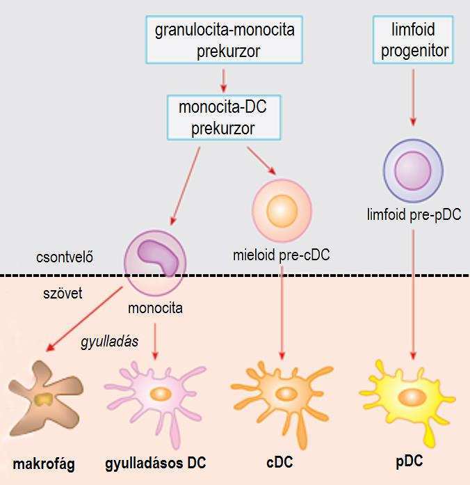 8. ábra. A monociták, dendritikus sejtek és makrofágok differenciálódása. Az ábra Erdei Anna Immunológia című könyve (2012) alapján készült. 1.3.