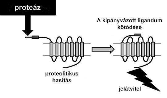 9. ábra. A proteáz aktivált receptorok aktiválódásának mechanizmusa.