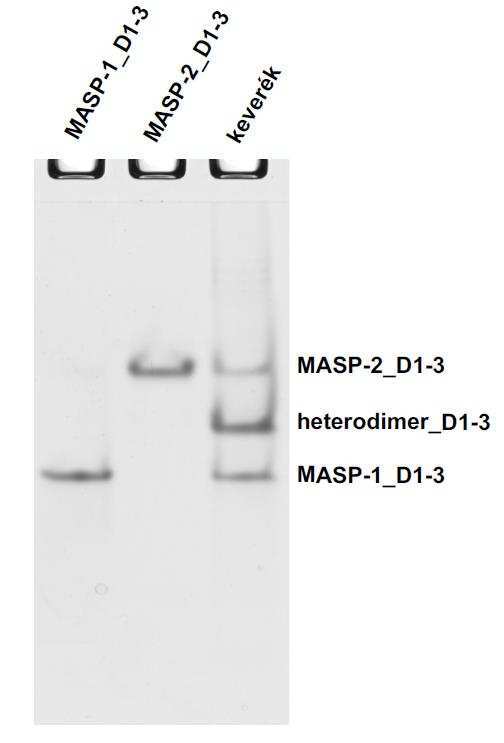 MASP-1_D1-3 homodimer, a MASP-1_D1-3 MASP-2_D1-γ heterodimer és a MASP-2_D1-3 homodimer aránya nagyjából 1:β:1.