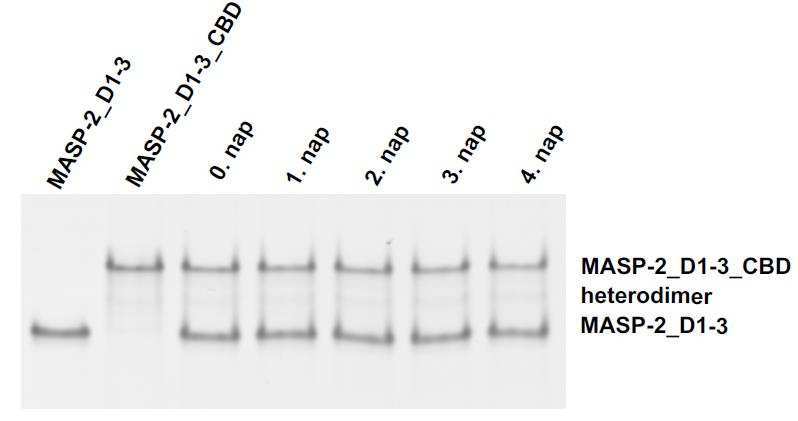 3 és % &'p44 közötti kicserélődést is demonstrálja, mivel ezeknek a fehérjéknek azonos a )UB*+.GF+CUB2 doménje.
