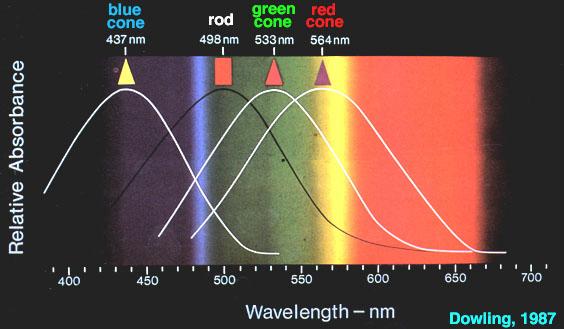 A spektrum (színkép) definíciója Spektrum: valamely fizikai mennyiségnek ENERGIA szerinti eloszlása. A fizikai mennyiség lehet pl. elnyelt vagy emittált fotonok száma.