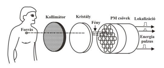 NUKLEÁRIS MEDICINA MÉRŐESZKÖZEI: A GAMMA KAMERA szcintillációs detektorral KOLLIMÁTOR célja a gamma fotonok rávetítése a szcintillációs kristály felületére SZCINTILLÁCIÓS KRISTÁLYOK: 1.