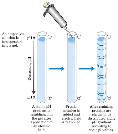 Izoelektromos fókuszlás (IEF) Izoelektromos fókuszálás során ph gradienst alkalmaznak. A protein nem mozog tovább, ha az izoelektromos pontjának megfelelő ph-hiz ér.