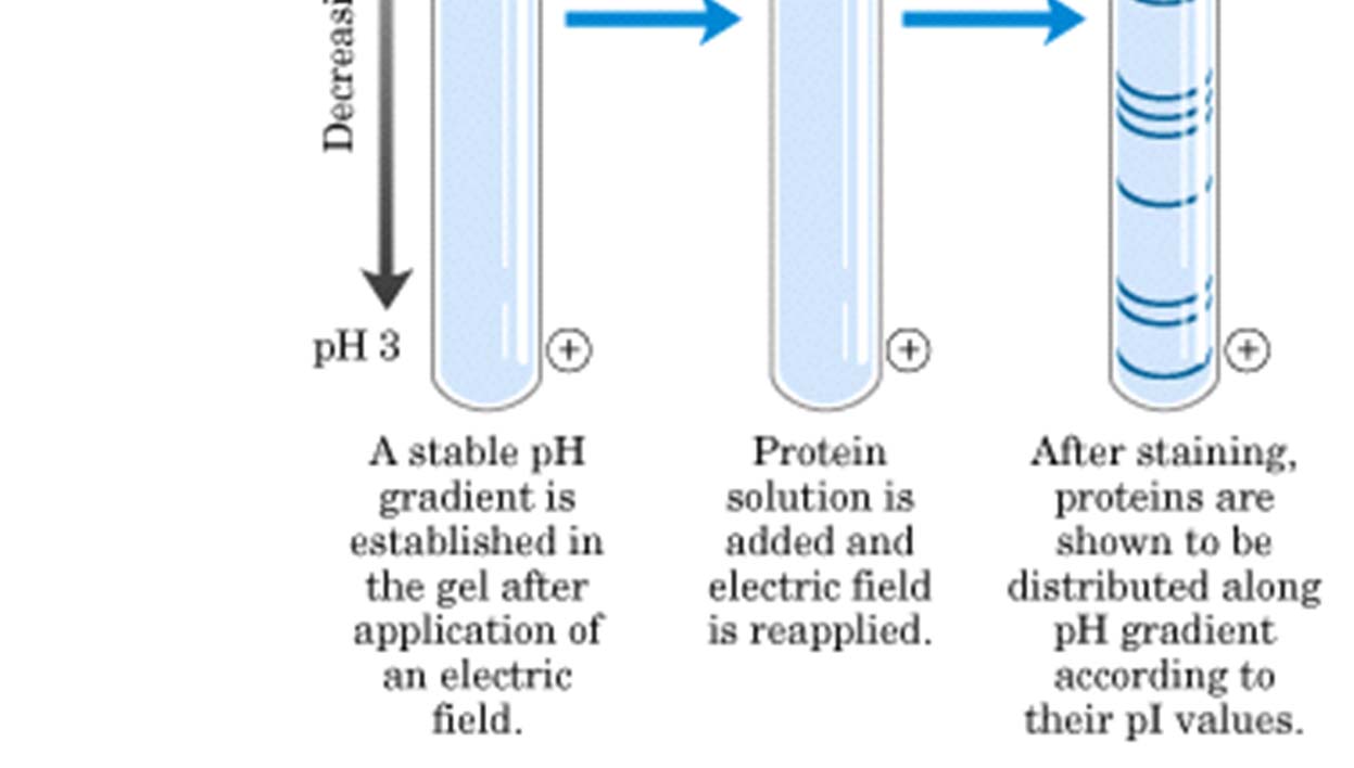 Izoelektromos fókuszlás (IEF) Izoelektromos fókuszálás során ph gradienst alkalmaznak. A protein nem mozog tovább, ha az izoelektromos pontjának megfelelő ph-hoz ér.