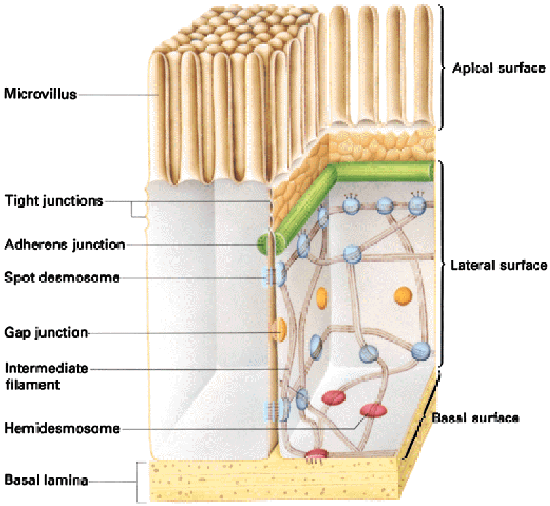 5. Sejt junkciók Mikrovillus Apikális felszín zoros junkciók Adherens junkció Pont dezmoszóma