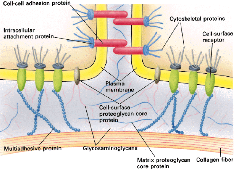 Sejt-sejt adhéziós fehérje 1.