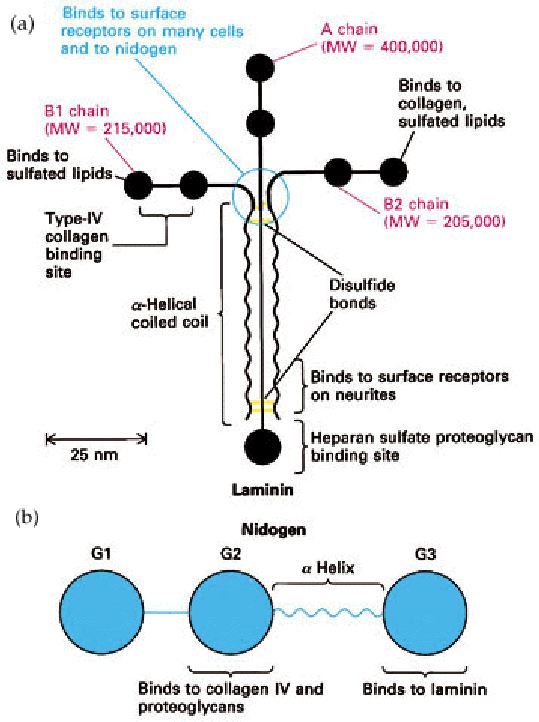 (3.) Multiadhéziós fehérjék és sejtfelszíni receptorok (a) (b) 25 nm L1 B1 lánc L2 L3 helikálisan tekeredett hurok Laminin Nidogén N1 A lánc Diszulfid kötések L5 L6 hélix L4 B2 lánc N2 LAMININ Három