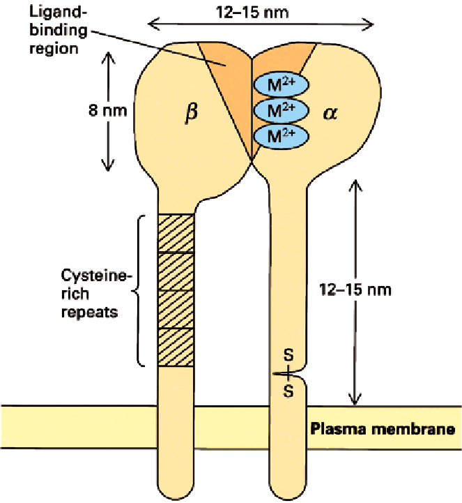 (3.) Multiadhéziós fehérjék és sejtfelszíni receptorok Ligand kötő régió 8 nm Cisztein gazdag ismétlődő szakaszok 12-15 nm 12-15 nm Plazmamembrán INTEGRINEK αβ heterodimerek, az emlősöknél 19 α és 8