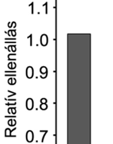 : Kontroll (-) és AR-A014418 inhibitorral előkezelt (+) BPAEC B sejteket további kezelés nélkül, illetve a következőő kezelések után: 50 forskolin 10 perc, 50 nmm trombin 20 perc, 50 forskolin 10