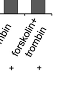 Immunfluoreszcenciávall vizsgáltuk a foszforilált ERM mennyiségét és eloszlását BPAEC sejtekben kontroll, forskolin, trombin valamint forskolin f éss trombin kezelések után GSK3β gátlószer