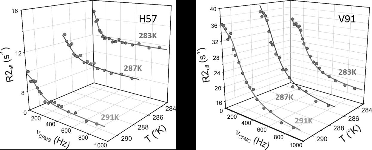 Hőmérsékletfüggő CPMG relaxációs diszperziós méréseinket három további hőmérsékleten, 283 K, 287 K, és 291 K-en végeztük.