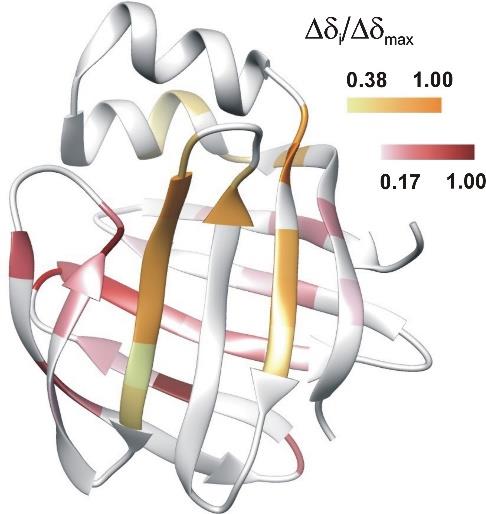 A legnagyobb értékeket (>1,5 ppm) az E/F és G/H hurokrégióban, valamint a H β-szálban találjuk. 26. ábra Konformációs cserefolyamatok hőmérséklet függése az apo humán I-BABP fehérjében.