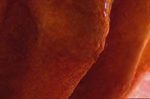 Sunset Glaze