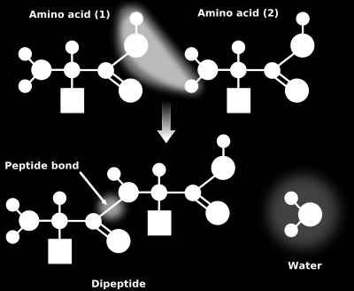 A természetben mindenhol - a baktériumok sejtfal anyagát a mureint kivéve - az aminosavaknak a balra forgató L (laevus= bal, lat.) izomerje (enantiomerje) fordul elő.
