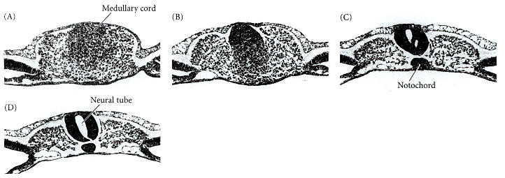 Másodlagos neuruláció 25-somita csirke embrio. (A) medullaris cord : a farokkezdemény végén.