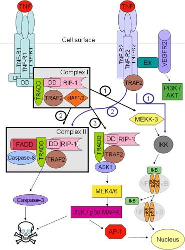 aktiváció a TNFR1 és TNFR2 arányától, a citokin környezettől, a reaktív oxigén intermedierek termelődésétől és a sejt aktuális állapotától függ (177). A TNFR jelátvitelt a 2. ábra foglalja össze.