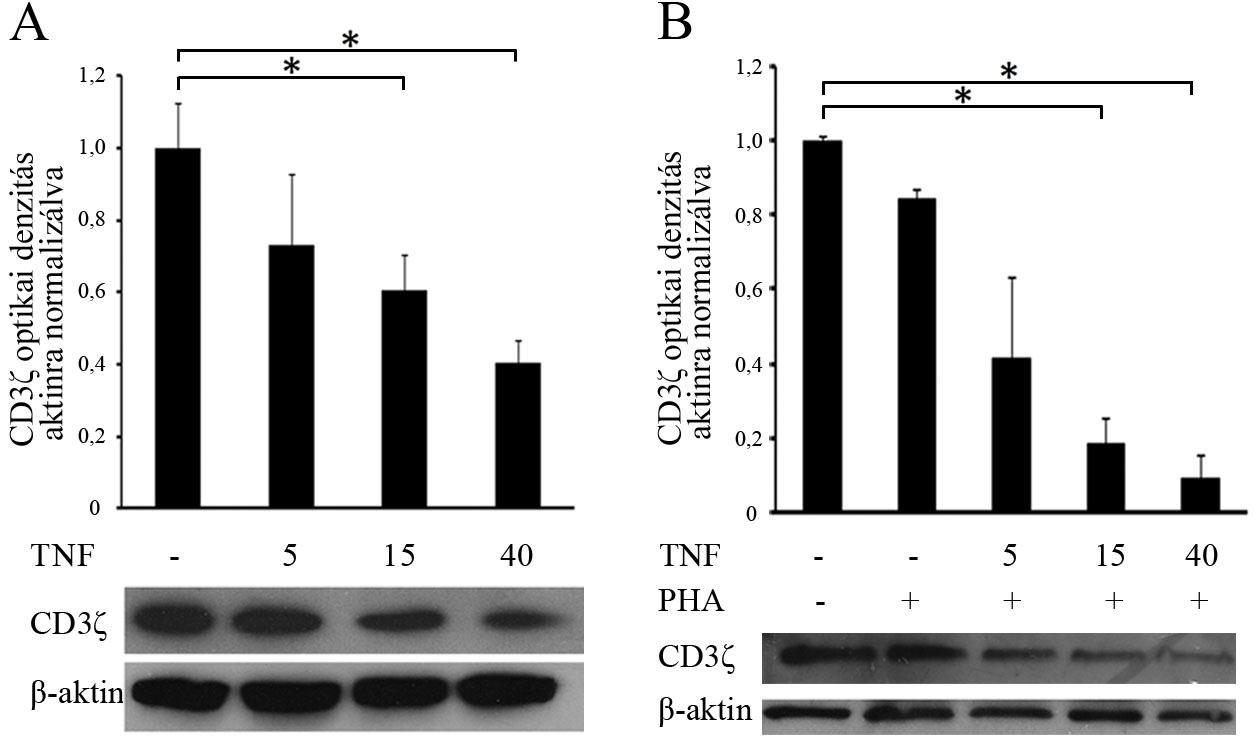 6. ábra: A TNFα dózisfüggően csökkenti a CD3ζ expresszióját humán T- limfocitákon.