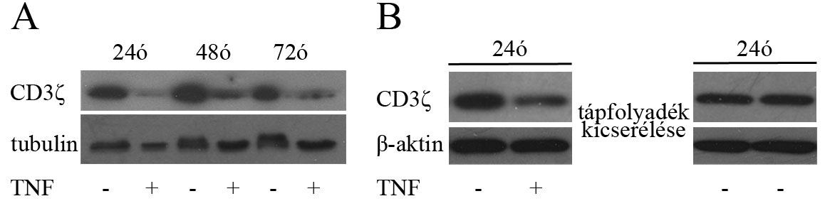 7. ábra: A TNFα hatásának időbeli vizsgálata. (A) Jurkat sejteket kezeltünk különböző időtartamig 40 ng/ml TNF-fel, majd Western blot rendszerben vizsgáltuk CD3ζ expresszióját.