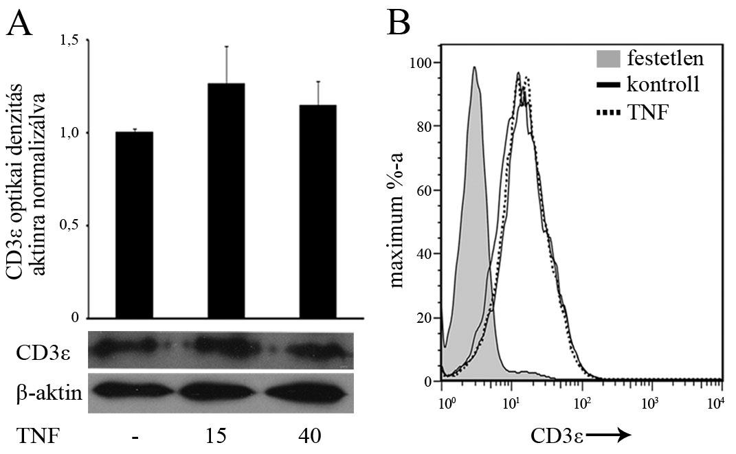 4.1.2 A TNF nem befolyásolja a CD3 komplex egyéb láncainak mennyiségét.