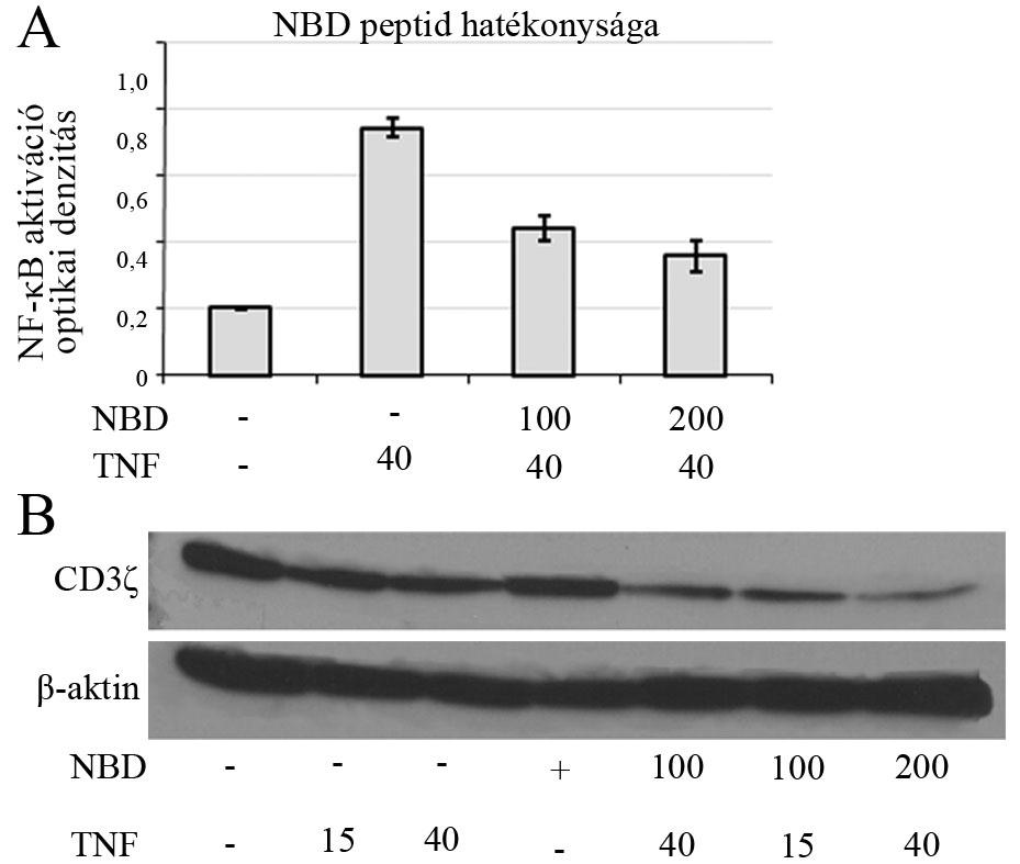 15. ábra: Az NF-κB szelektív gátlása nem csökkenti a TNF ζ-láncra kifejtett expresszió csökkentő hatását. (A) Az NBD peptid hatékonyságának meghatározása.