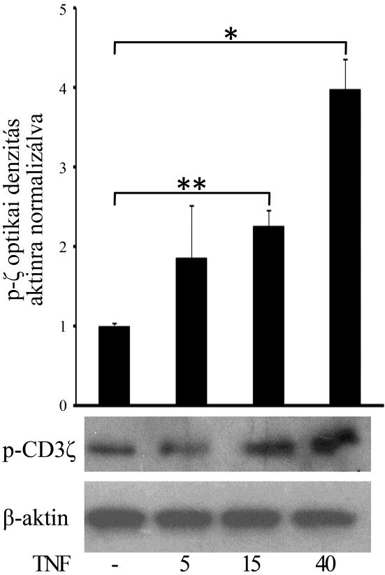 23. ábra: A TNF indukálja a CD3ζ foszforilációját. Jurkat sejtek különböző koncentrációjú (5-40 ng/ml) 24 órás kezelése után Western blot rendszerben vizsgáltuk 21 kda pcd3ζ mennyiségét.